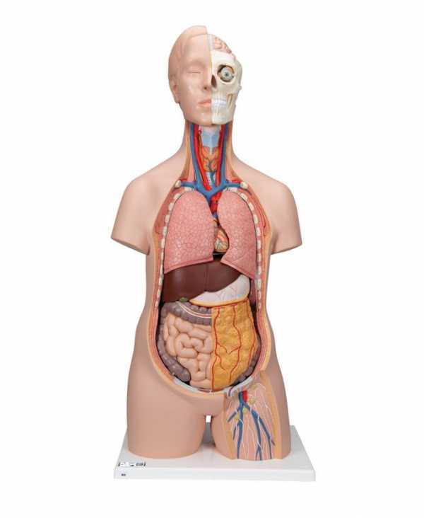 KLASIČNI UNISEX TORSO - Model B09 - dvodjelni djelovi torsa koji se vade (glava, pluća, srce, želudac, jetra sa žućnom vrećicom, crijevni trakt i prednjapolovica bubrega